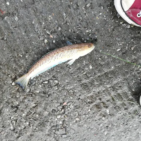 Petermännchen