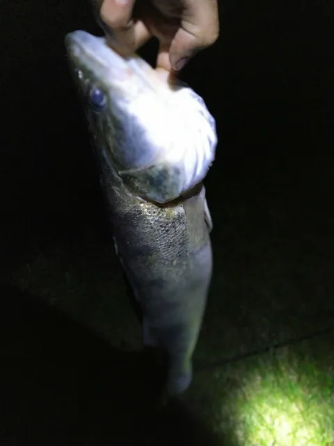 Zander