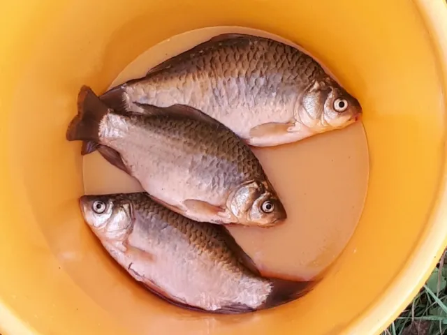 Karausche