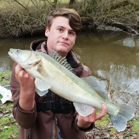 Zander