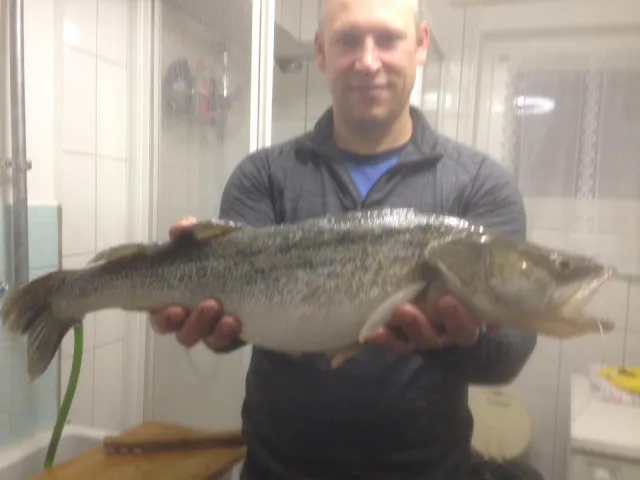 Zander