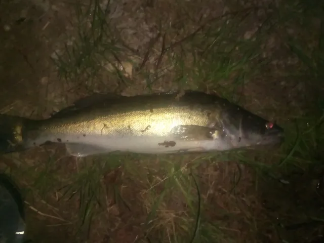 Zander