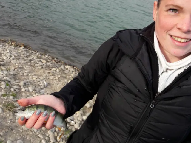 Flussbarsch