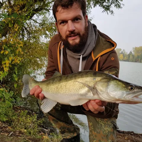Zander