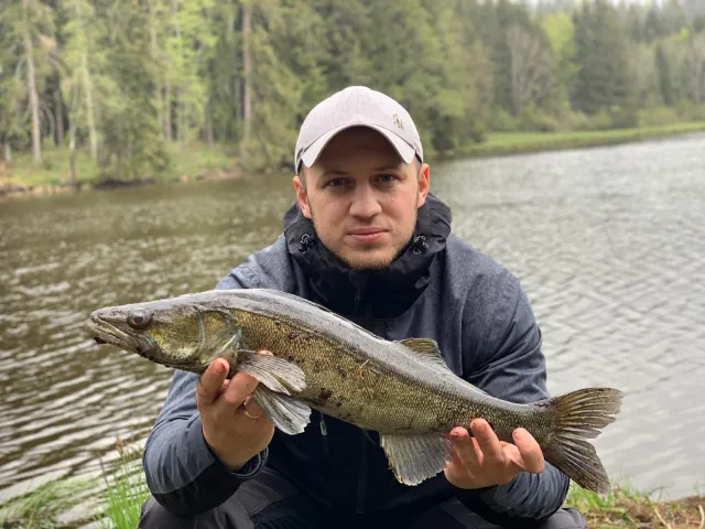 Zander