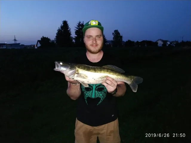 Zander