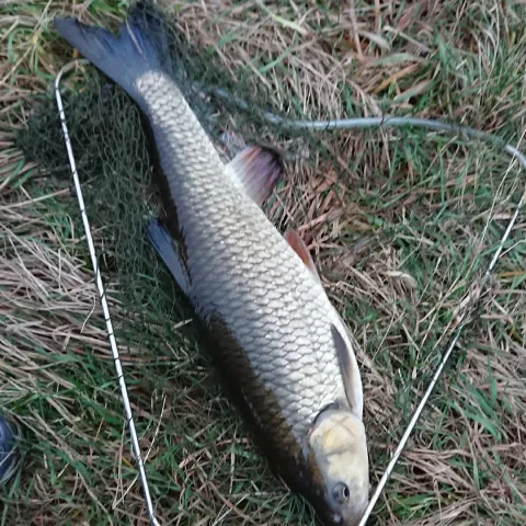 Döbel