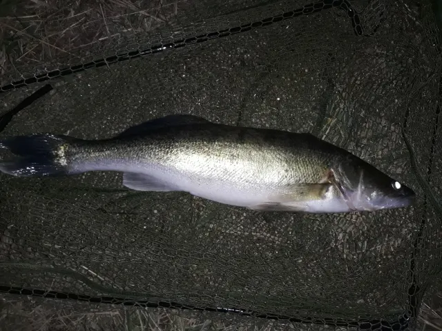 Zander