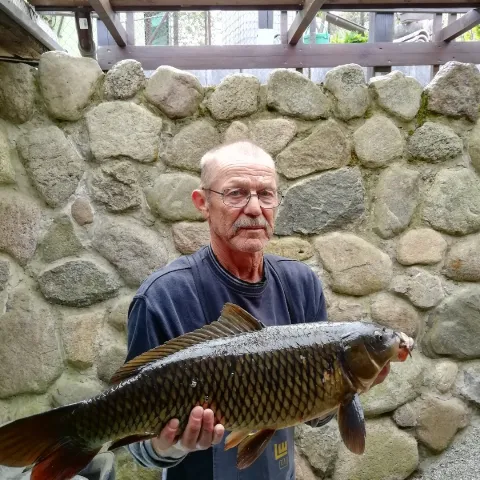 Karpfen