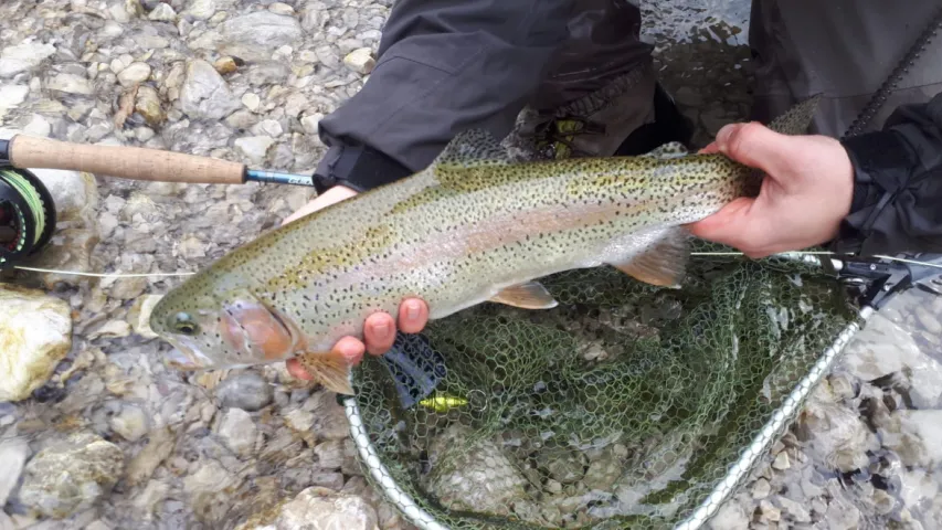 Regenbogenforelle