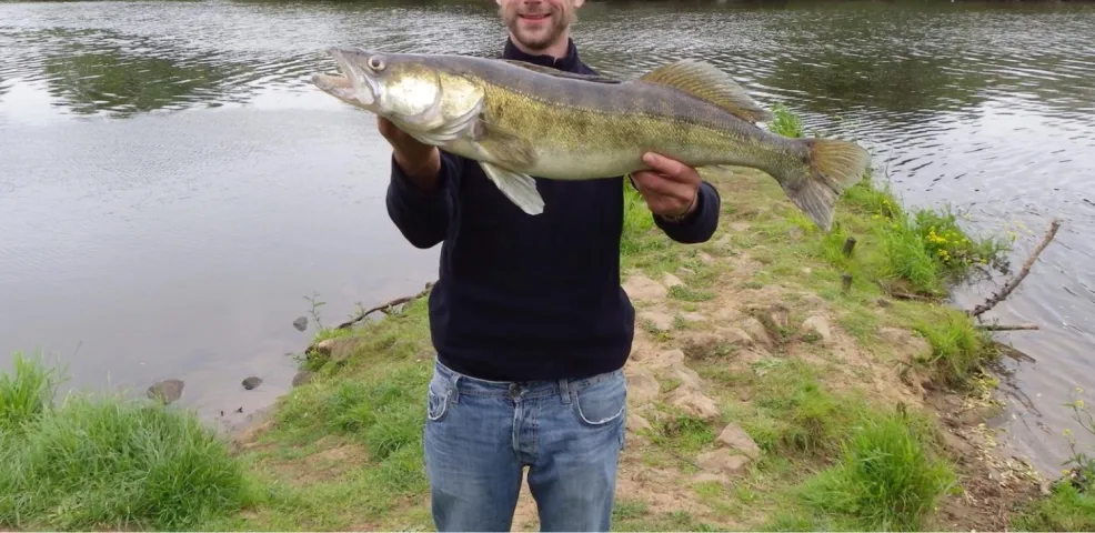 Zander
