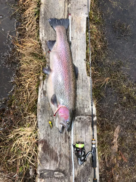 Regenbogenforelle
