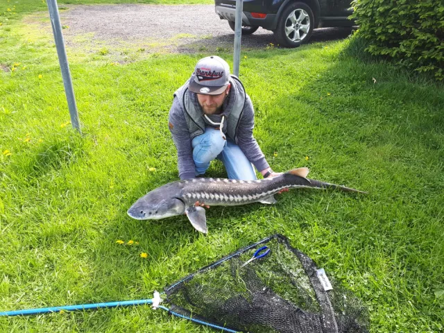 Stör