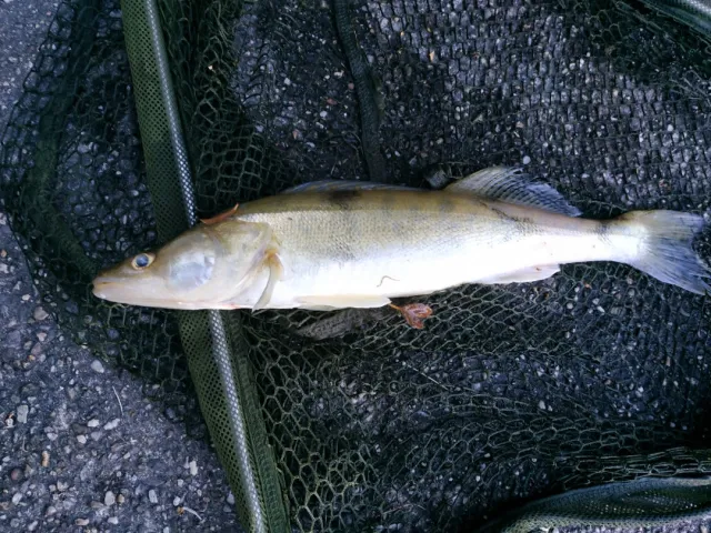 Zander