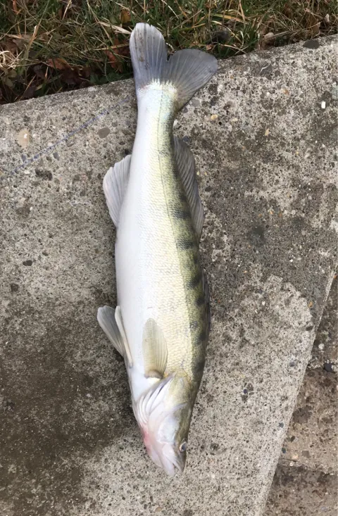 Zander