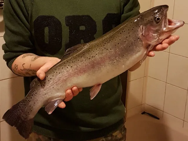 Regenbogenforelle