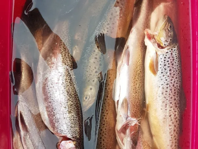 Regenbogenforelle