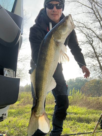 Zander