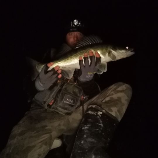 Zander