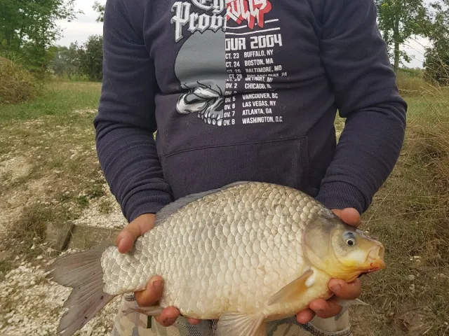 Karausche