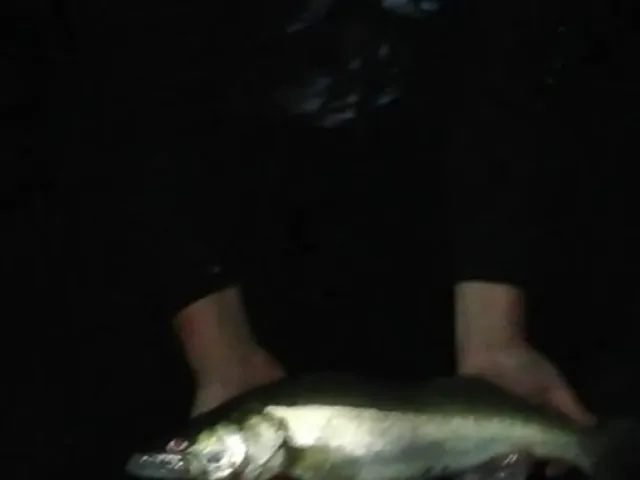 Zander