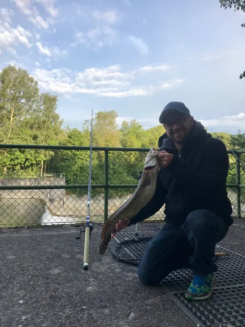 Quappe