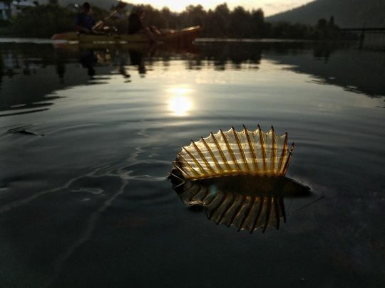 Flussbarsch