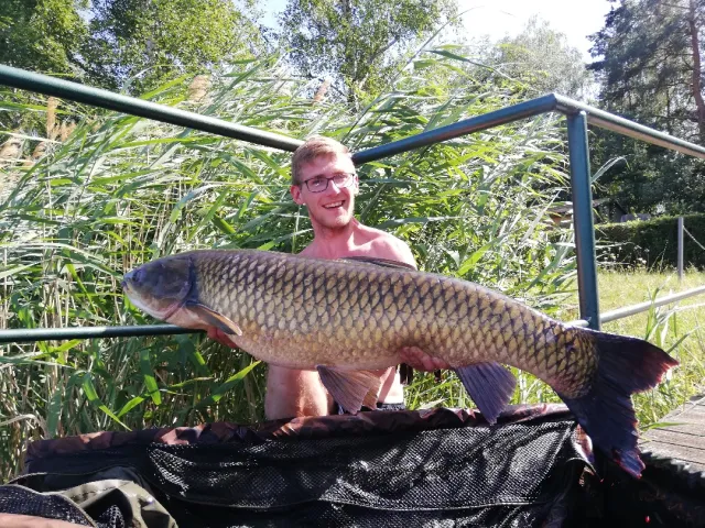 Graskarpfen