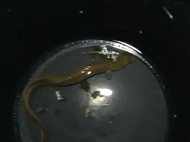 Aal