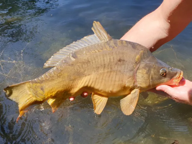 Karpfen