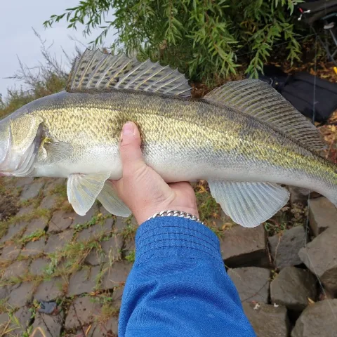 Zander
