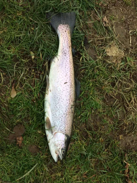 Regenbogenforelle
