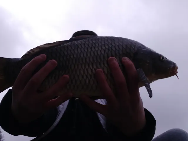 Karpfen
