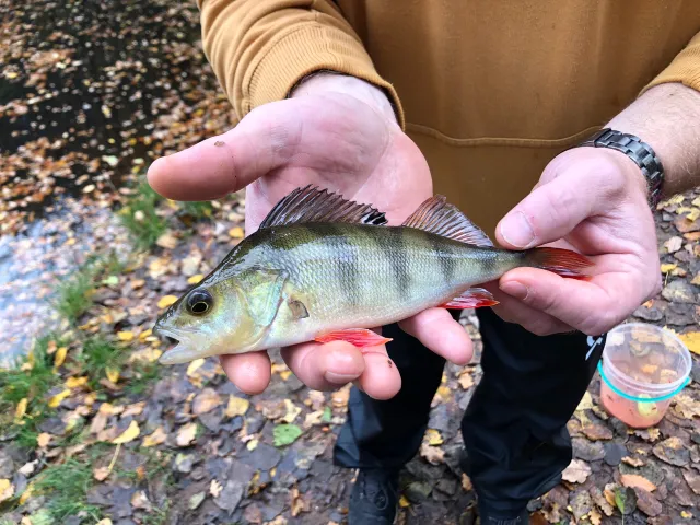 Flussbarsch