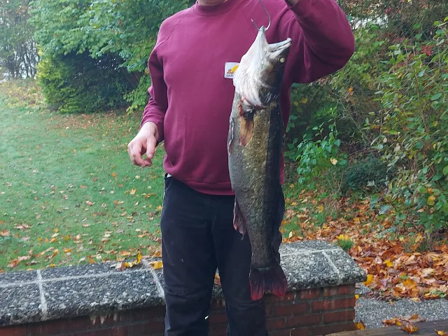 Zander