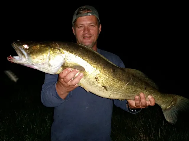 Zander