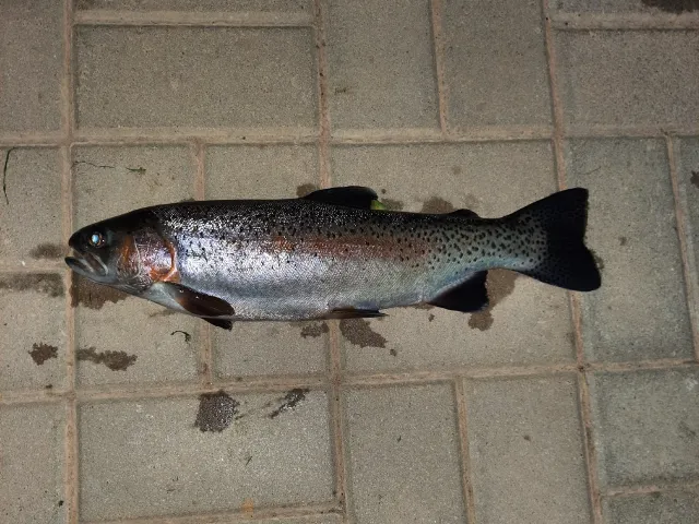 Regenbogenforelle