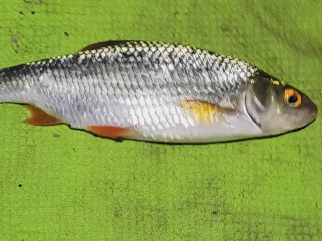 Rotauge