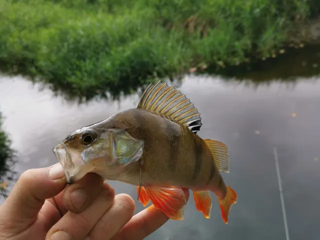 Flussbarsch