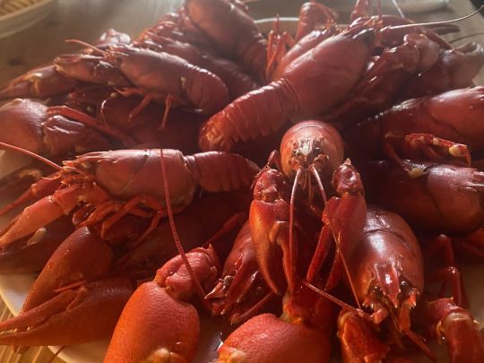 Roter amerikanischer Sumpfkrebs