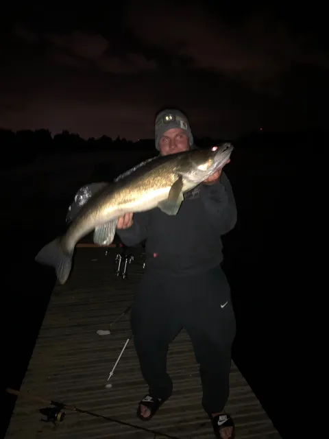 Zander