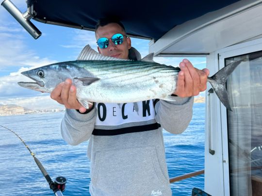 Bonito