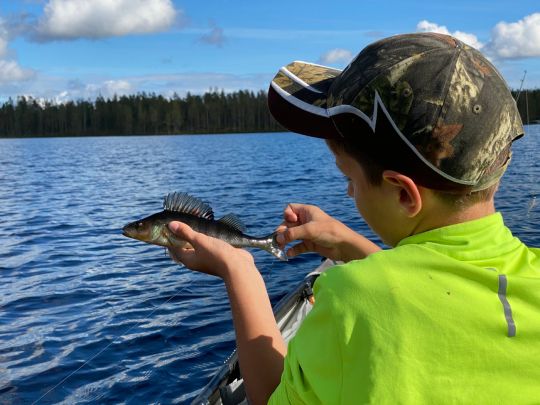 Flussbarsch