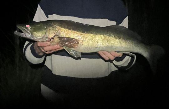 Zander