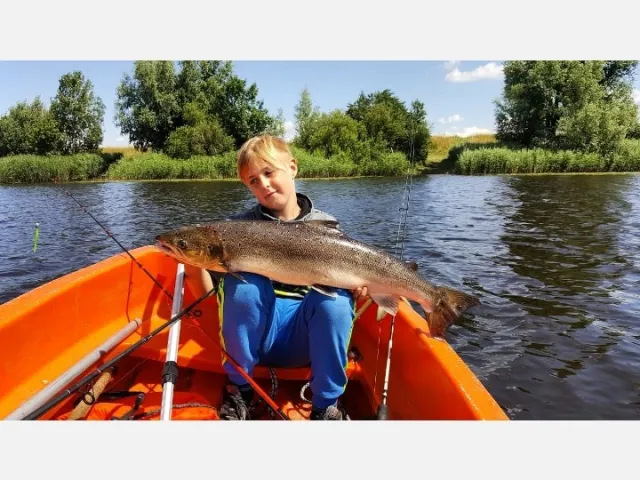 Lachs