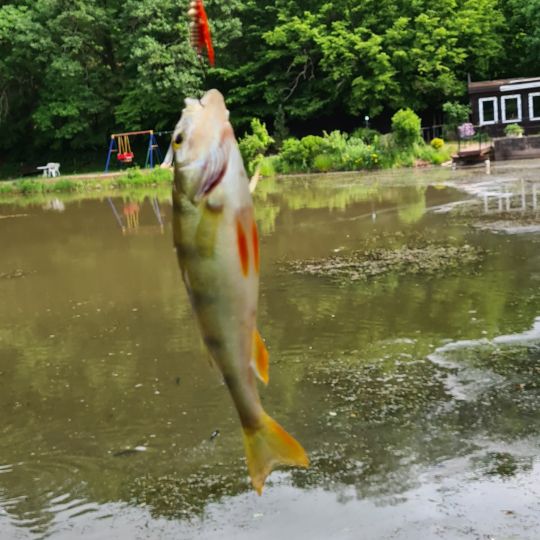 Flussbarsch