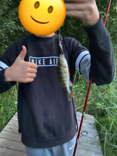 Flussbarsch