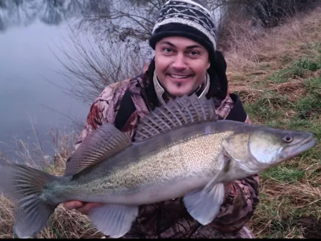 Zander