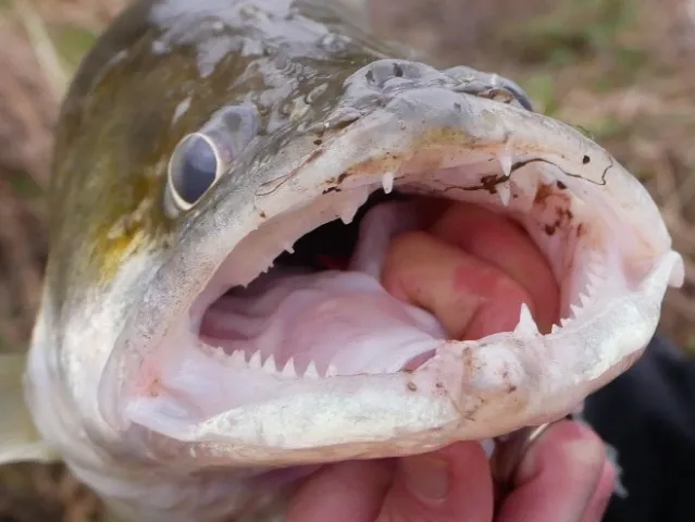 Zander
