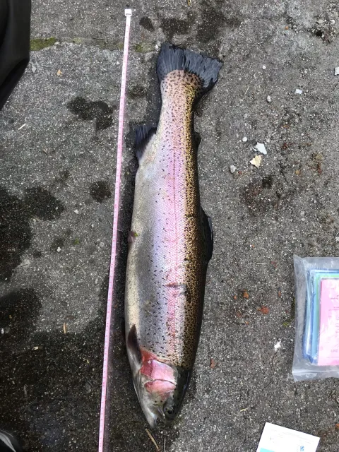 Regenbogenforelle